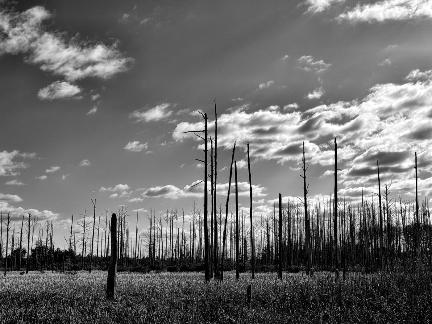 THE SILENT MARSH — Wilmington, North Carolina