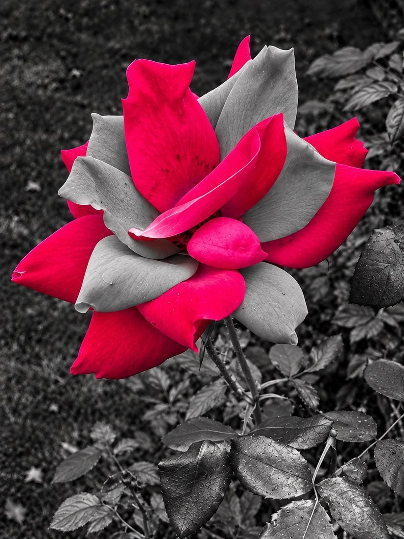 MEGAN'S ROSE — Long Island; exact location to confirm