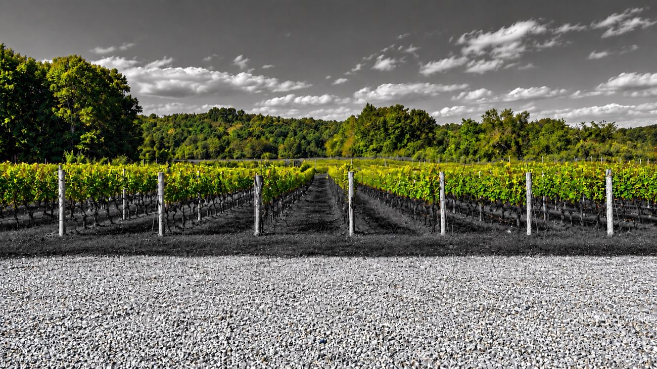 WINE AND SONG — Baiting Hollow Vineyards, Long Island